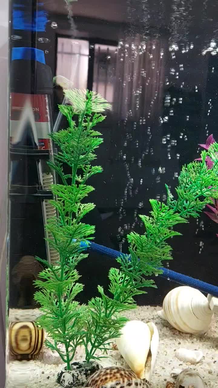 آکواریوم شرکتی دلسا مدل K500|ماهی|کرمانشاه, |دیوار