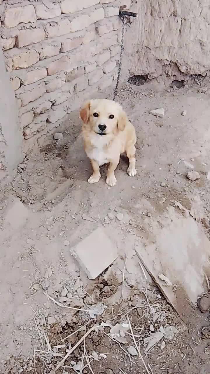 سگ پاکوتاه|سگ|نرماشیر, |دیوار