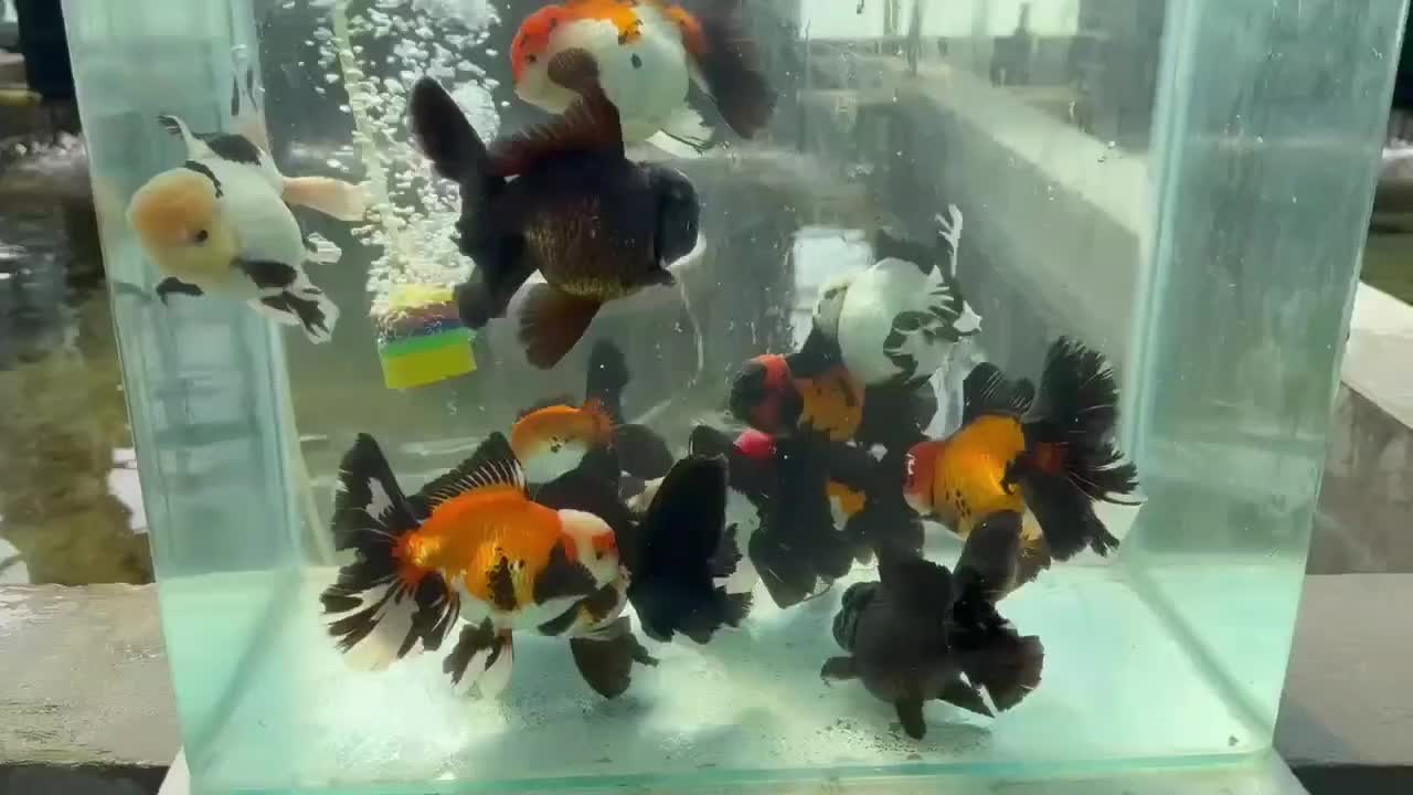 فروش ماهی های گلدفیش وارداتی|ماهی|بابلسر, |دیوار