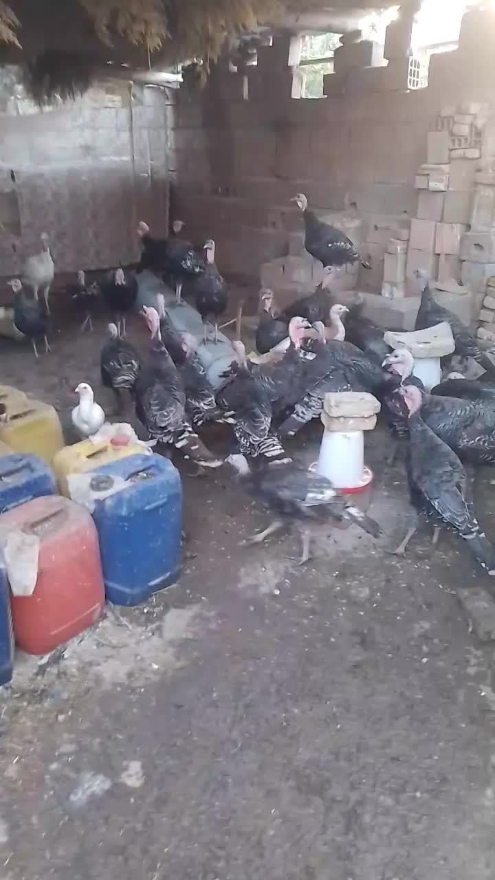 ۳۰عددبوغلمون نر و ماده|حیوانات مزرعه|سنگدوین, |دیوار