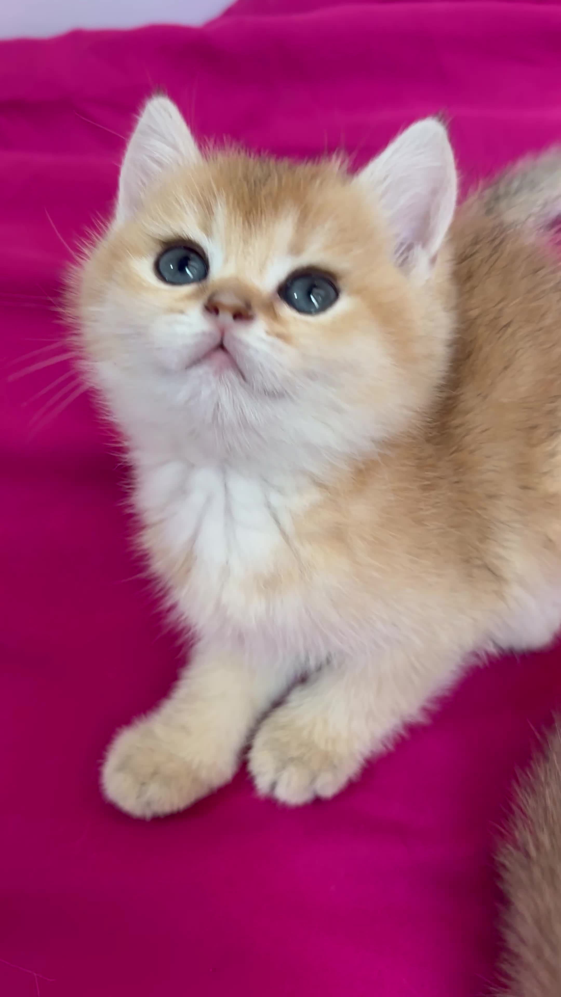 گربه جوجه طلایی|گربه|تهران, تهرانسر غربی|دیوار