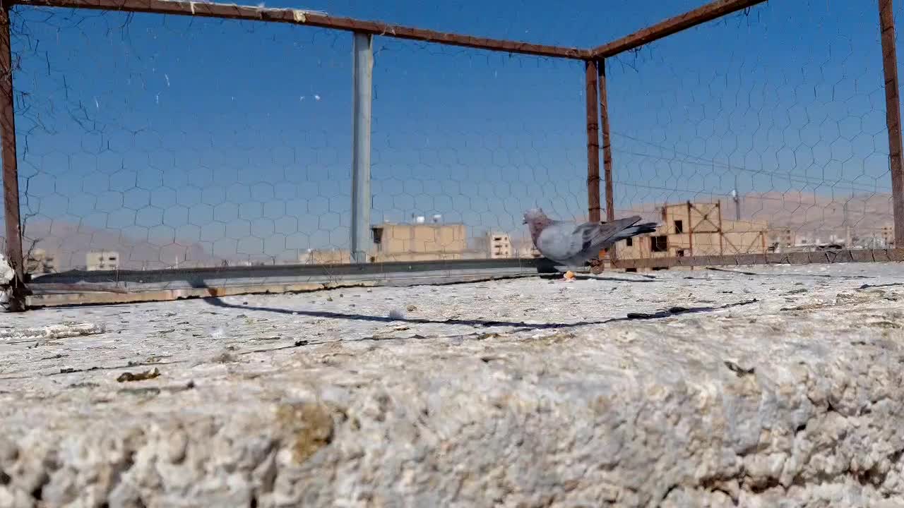 کفتر|پرنده|شیراز, کوشک میدان|دیوار