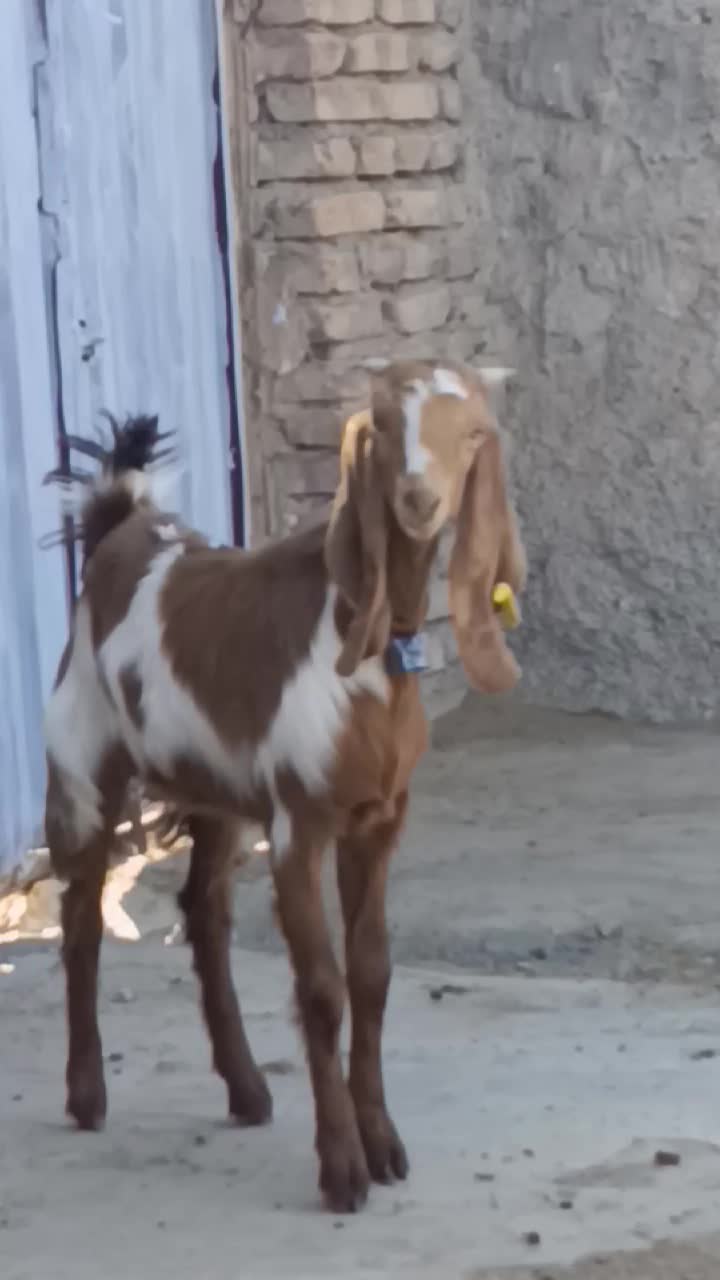 یک راس بزغاله ماده خوشکل گوش بلند قیمت مناسب|حیوانات مزرعه|کاشمر, |دیوار