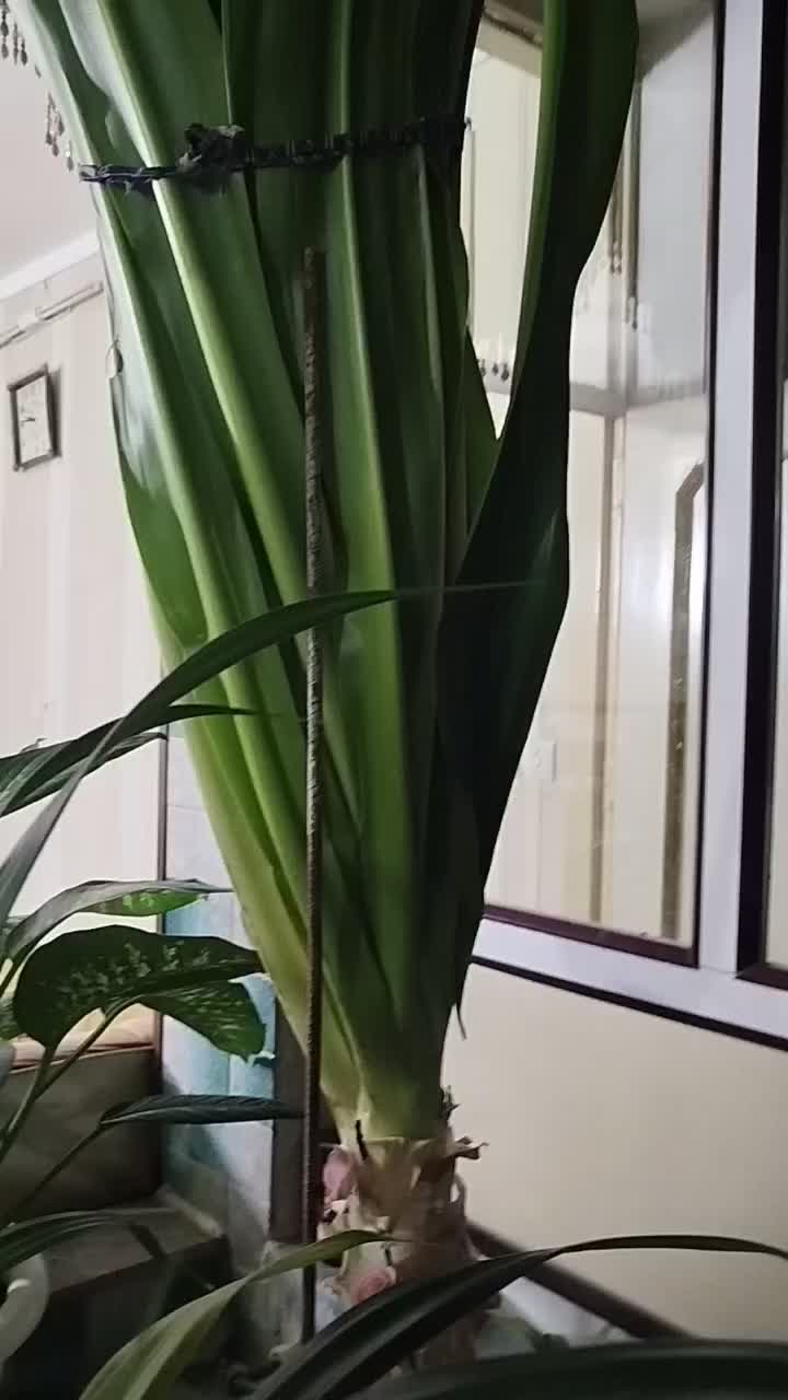 گل پاندانوس|گل و گیاه طبیعی|نیشابور, ده حلاج|دیوار