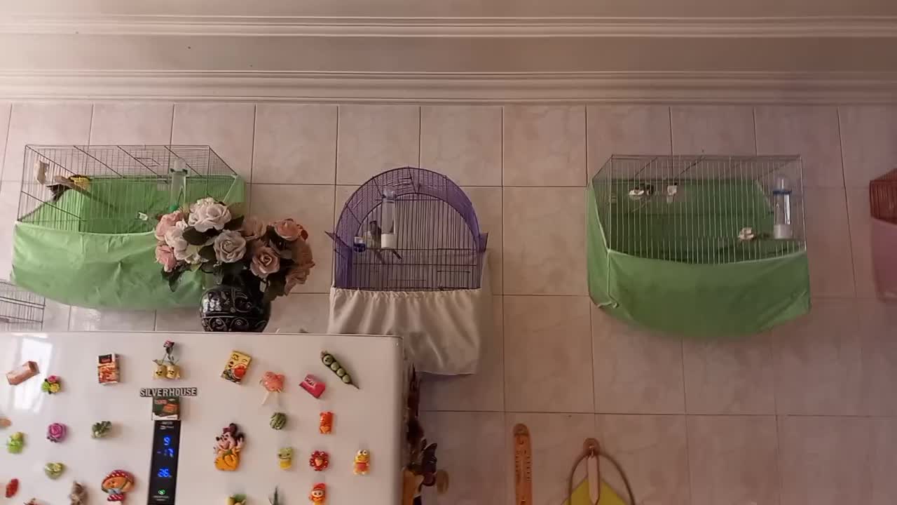 قناری نر و ماده|پرنده|مشکیندشت, |دیوار