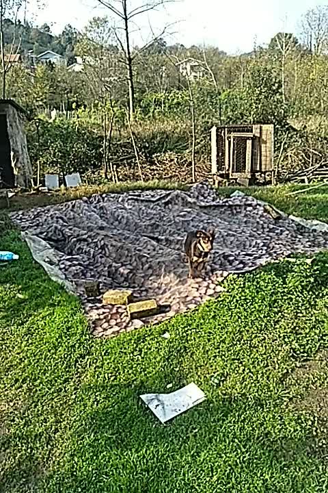 واگذاری|سگ|لاهیجان, شهرک سلمان فارسی|دیوار