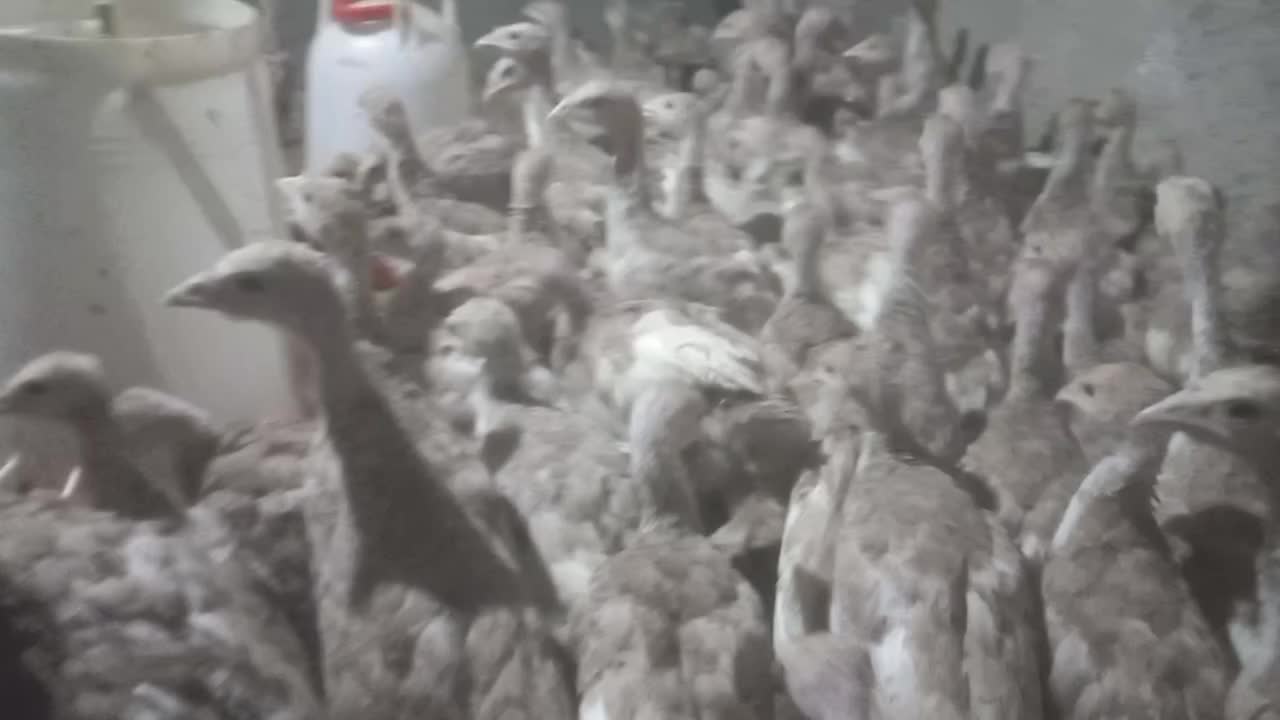 جوجه بوقلمون بوربون دوماهه|حیوانات مزرعه|کبودرآهنگ, |دیوار