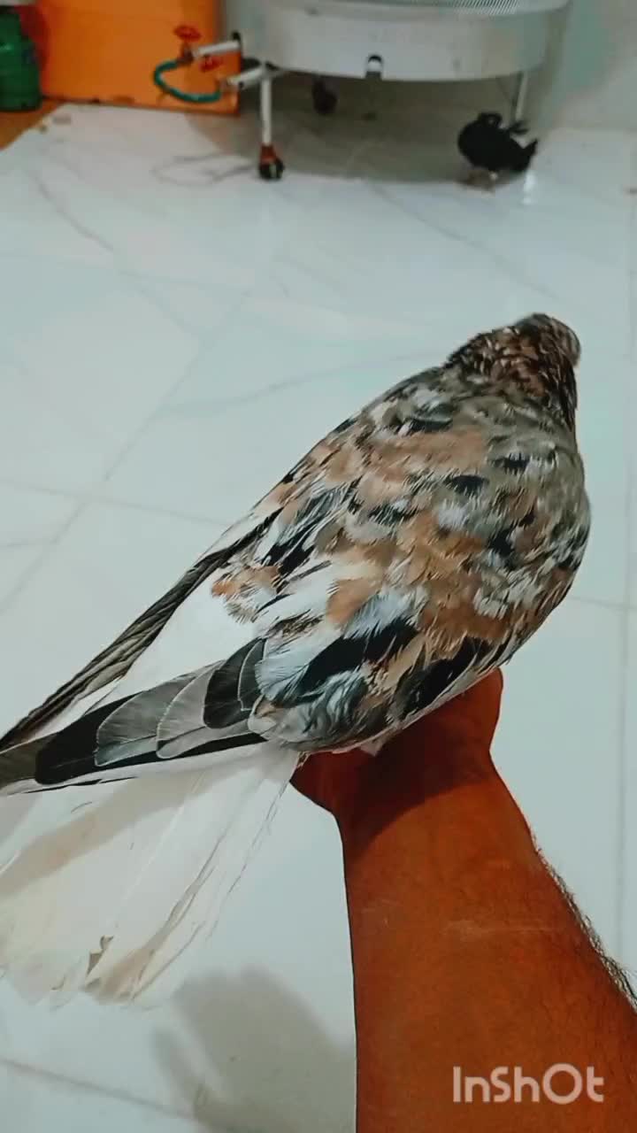 دم سفید|پرنده|کرخه, |دیوار