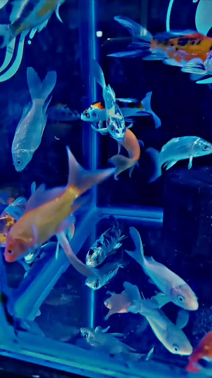 کوی. تترا. پنگوسی|ماهی|شهریار, شهرک وائین|دیوار