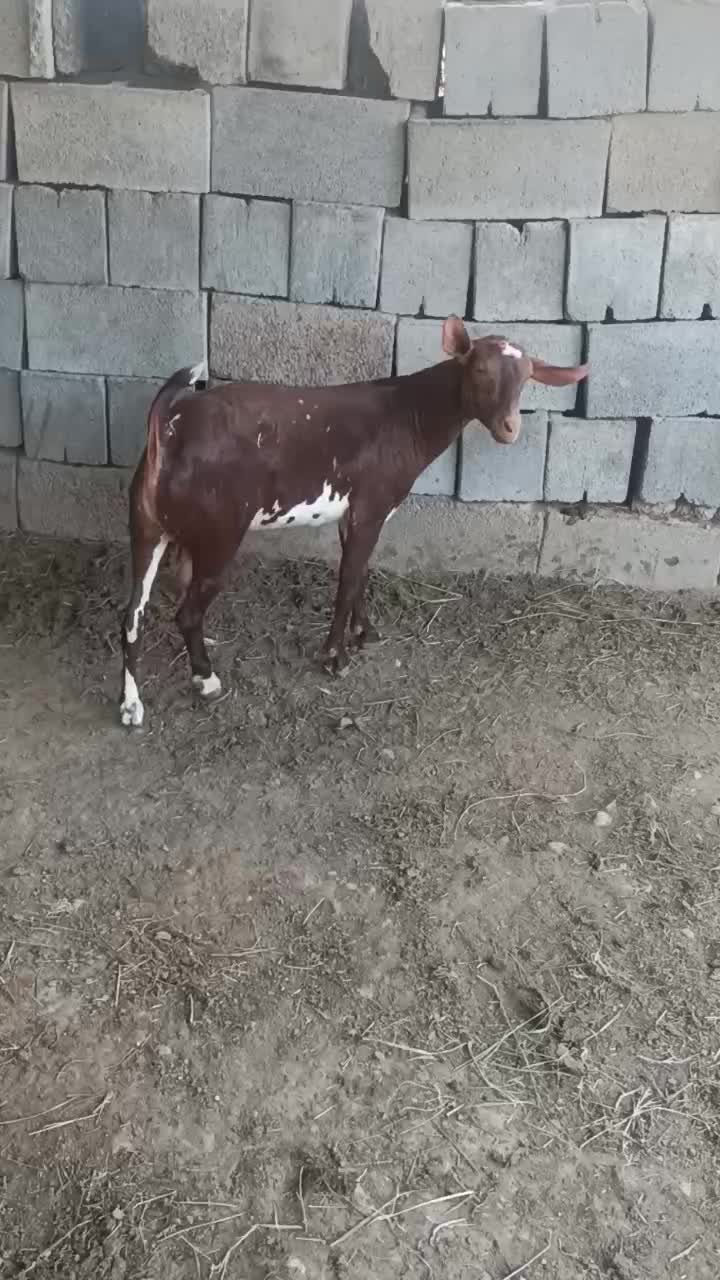 نر صلاله|حیوانات مزرعه|بندرعباس, |دیوار