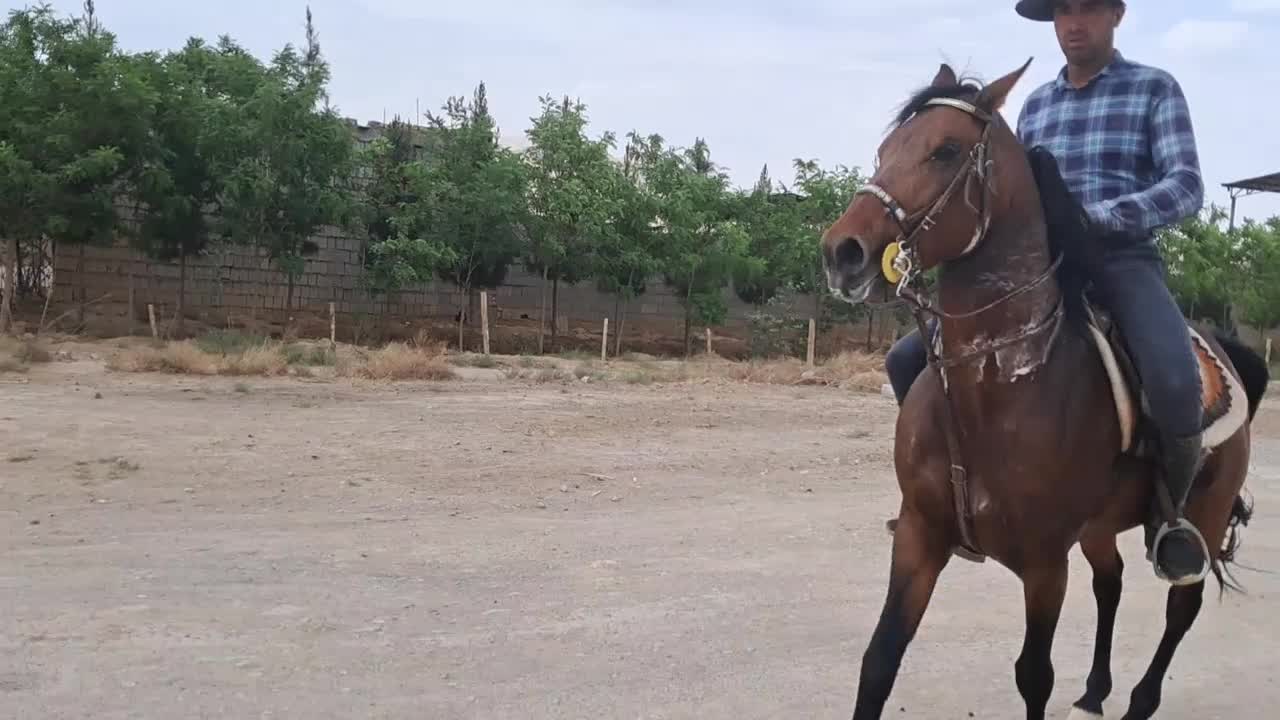 کره نریون ۵ ساله|اسب و تجهیزات اسب‌سواری|خمینی‌شهر, |دیوار