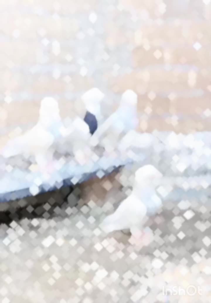 طوقی روزگاری|پرنده|دهدشت, |دیوار