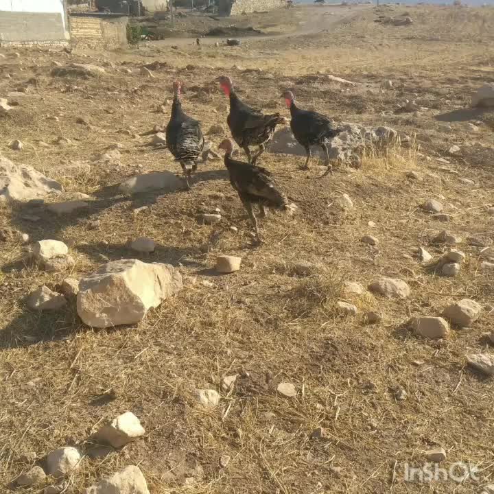 بوقلمون ومرغ|حیوانات مزرعه|کوهدشت, |دیوار