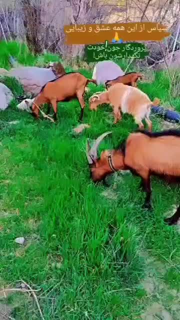 سرایداری خانه و باغ|استخدام سرایداری و نظافت|بافت, |دیوار