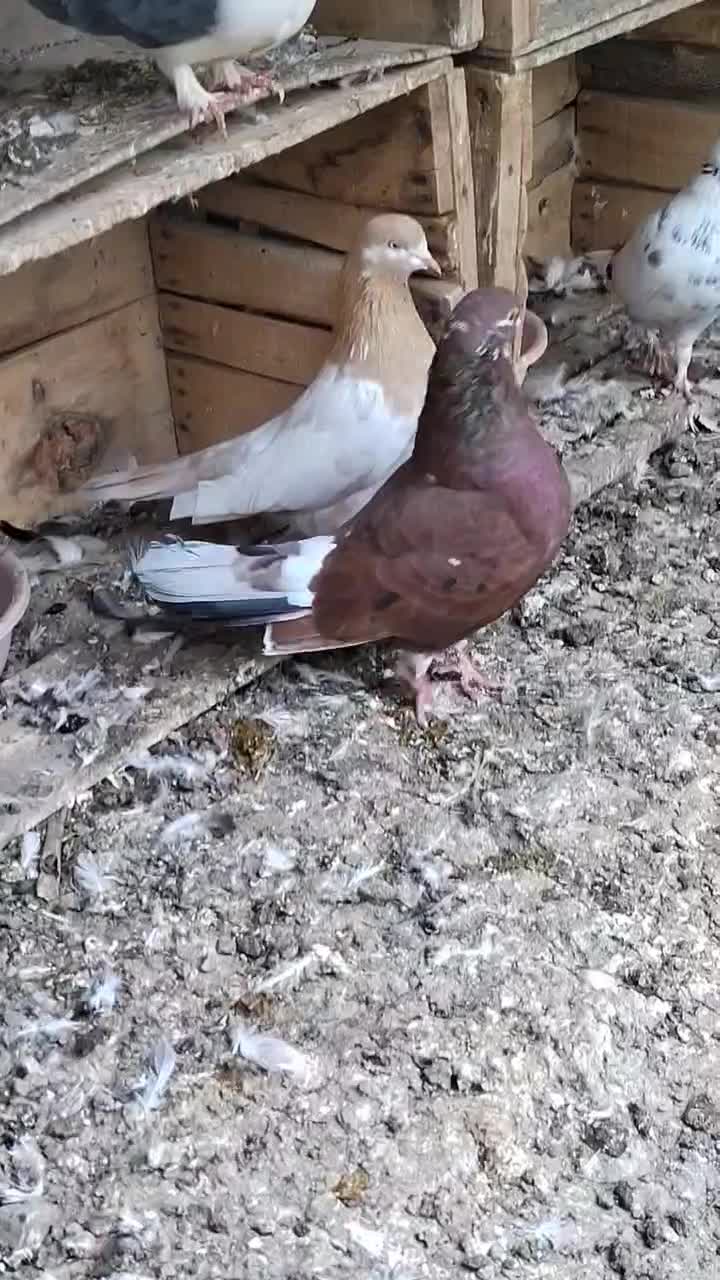 کبوتر آس|پرنده|مزرعه کتول, |دیوار