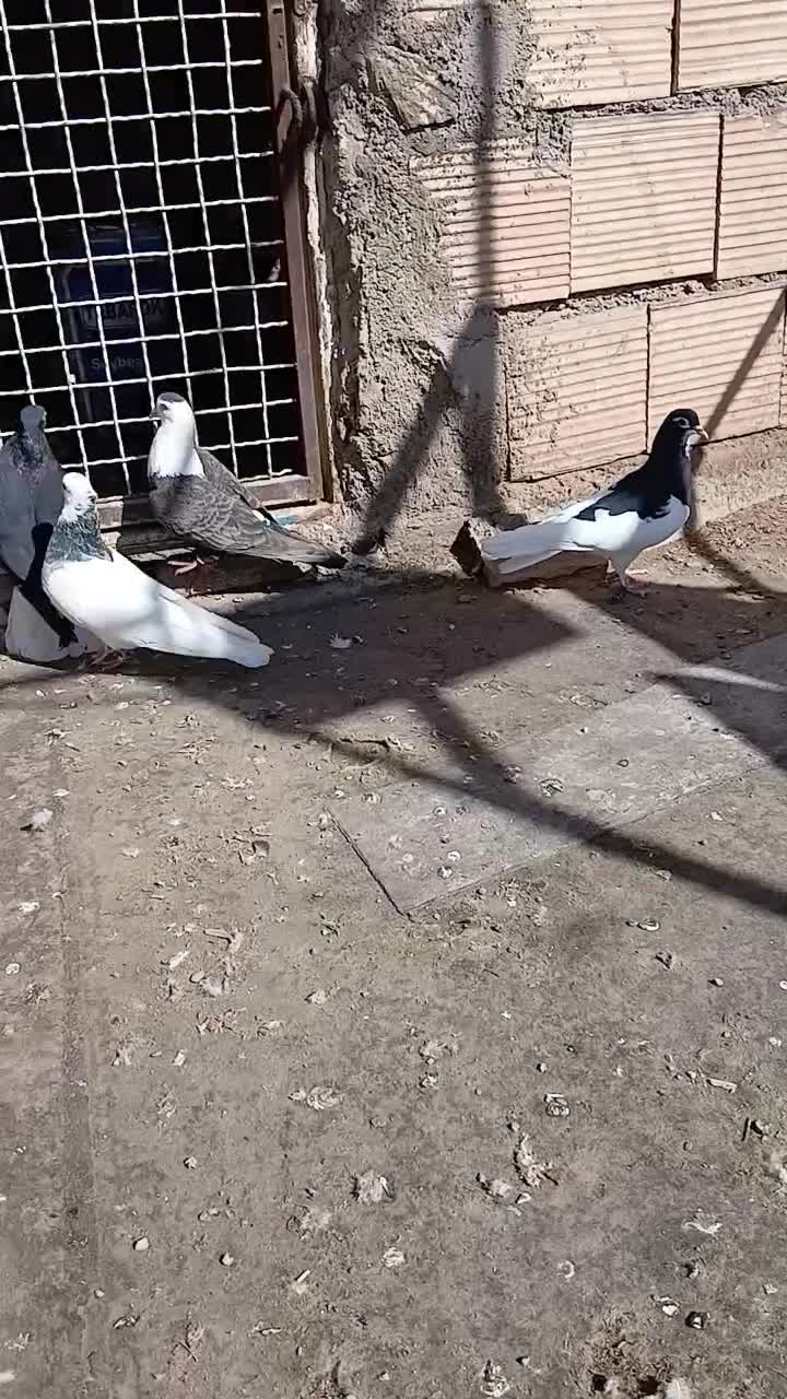 کفتر|پرنده|نیشابور, فضل|دیوار