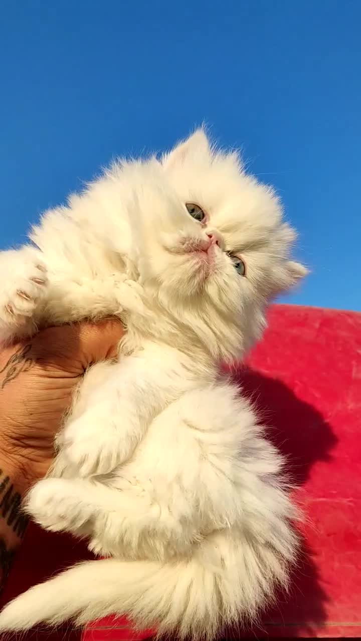 پرشین وارداتی 2ماه چمپبون کدA|گربه|آفتاب, |دیوار