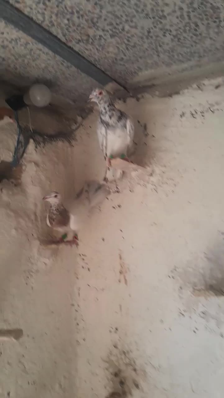 کفترهفرنگ پرنده|پرنده|الوند, |دیوار