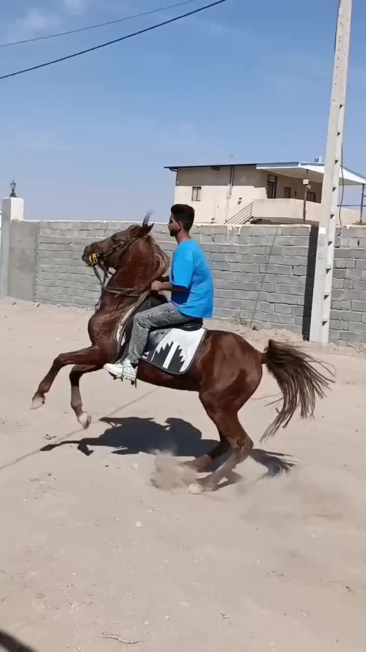 اسب|اسب و تجهیزات اسبسواری|میاندوآب, |دیوار