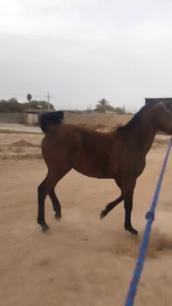 اسب|اسب و تجهیزات اسب‌سواری|شیراز, علی آباد|دیوار