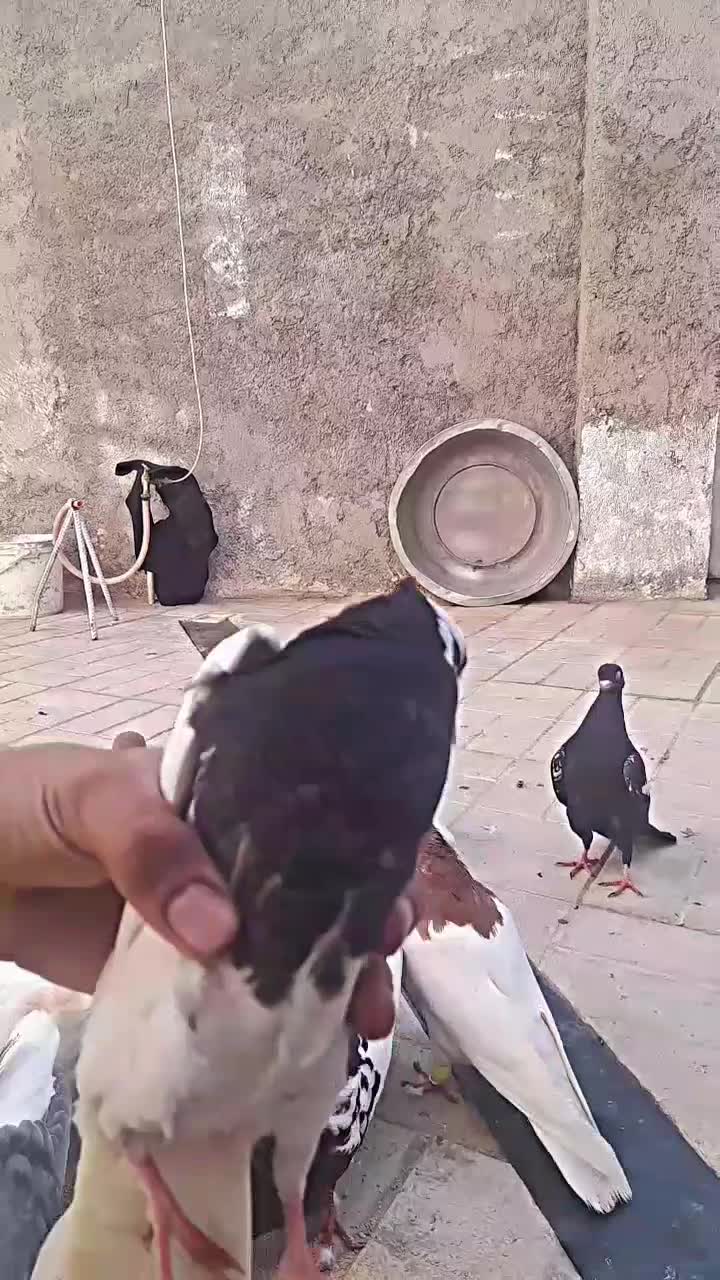 کفتر پرشی|پرنده|نیشابور, شهرک اندیشه|دیوار