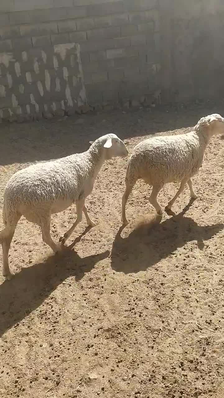گوسفند ماده لاکن|حیوانات مزرعه|همایجان, |دیوار