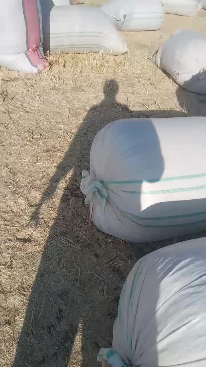 فروش کاه دیم درجه ۱|لوازم جانبی حیوانات|بوئین زهرا, |دیوار