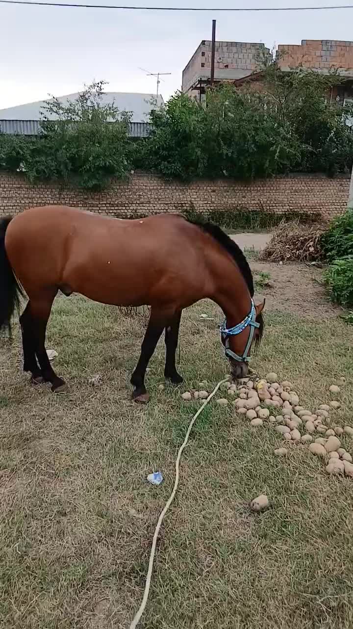 نریان شش سال|اسب و تجهیزات اسب‌سواری|گرگان, |دیوار