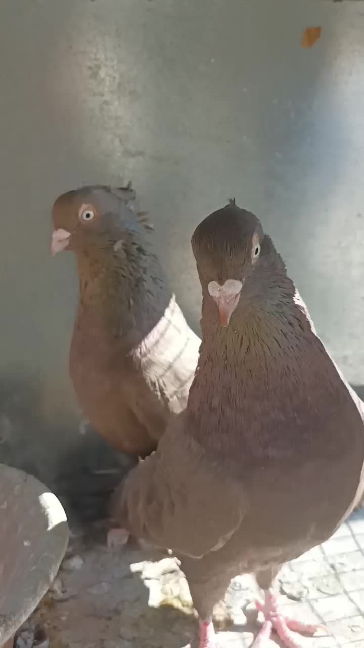 کبوتر قهوهای آبادانی|پرنده|لنجان, |دیوار