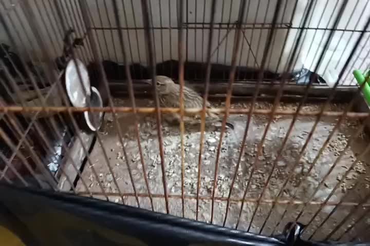 سهره خاکی|پرنده|پاسارگاد, |دیوار