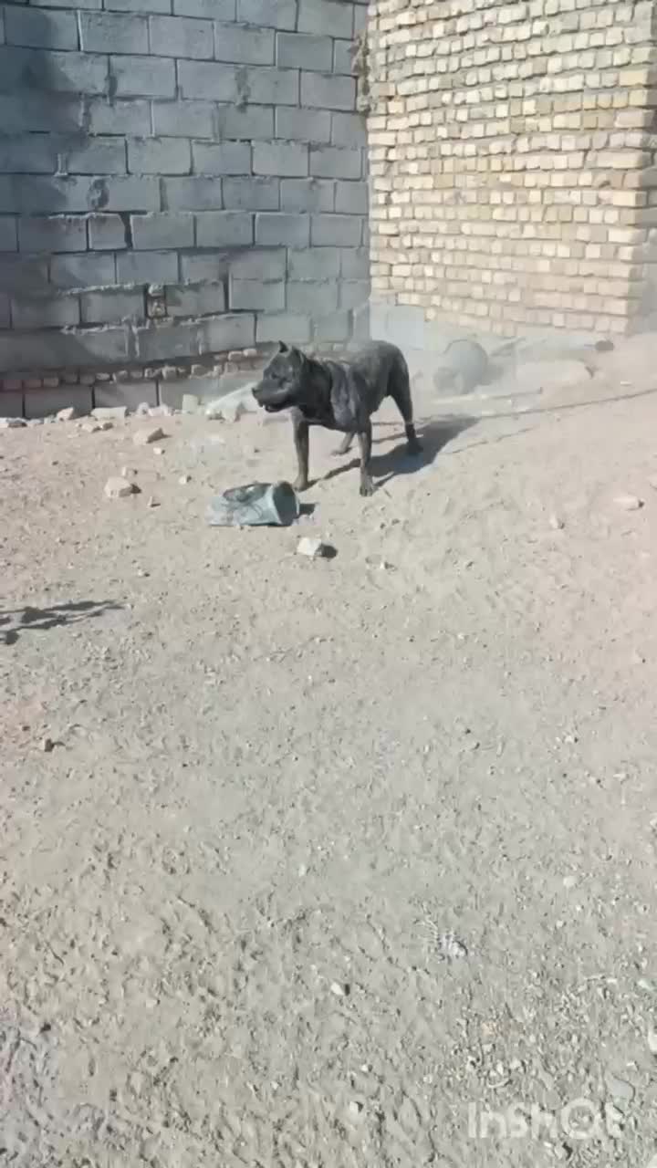 سگ نگهبان پیتبول نر ( پرساکاناریو ) اصیل|سگ|مشهد, شهرک مهر آباد|دیوار