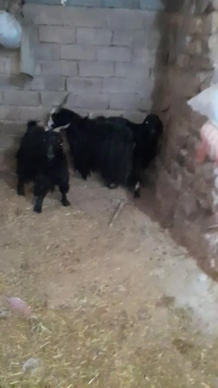 بُزچاغ|حیوانات مزرعه|خرم‌آباد, |دیوار