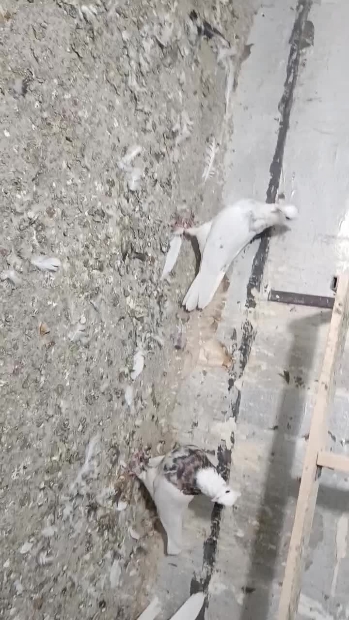 کبوتر طوقی|پرنده|پرند, فاز ۳|دیوار