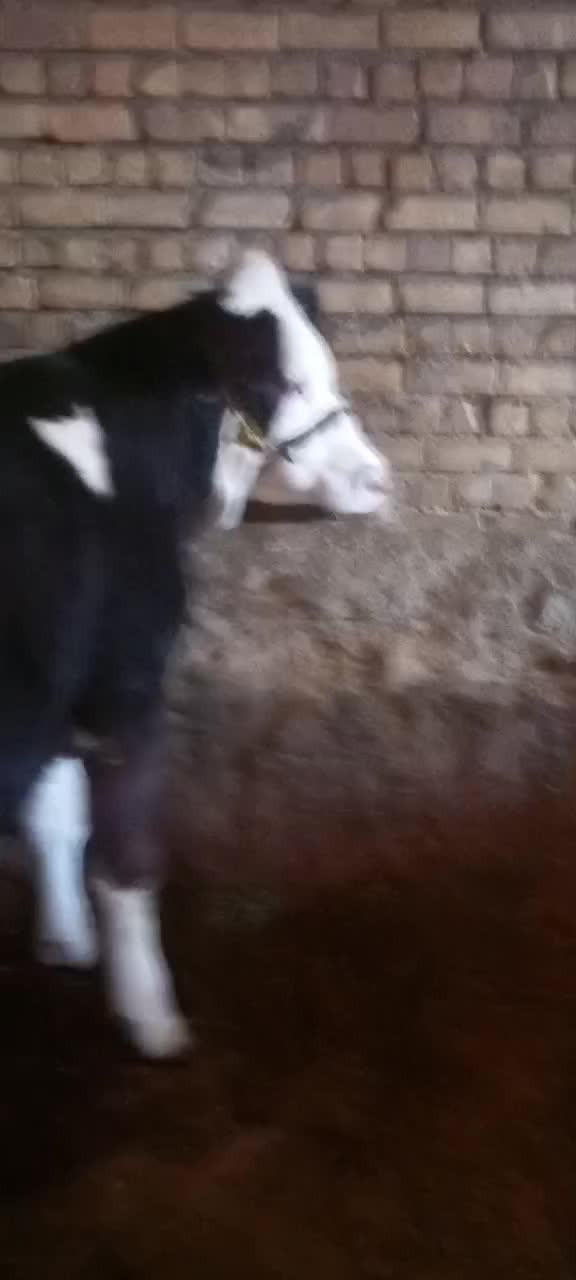 گوساله ماده سمینتال|حیوانات مزرعه|داران, |دیوار