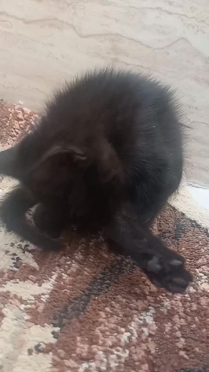 گربه|گربه|اسلامشهر, شهرک فرهنگیان|دیوار