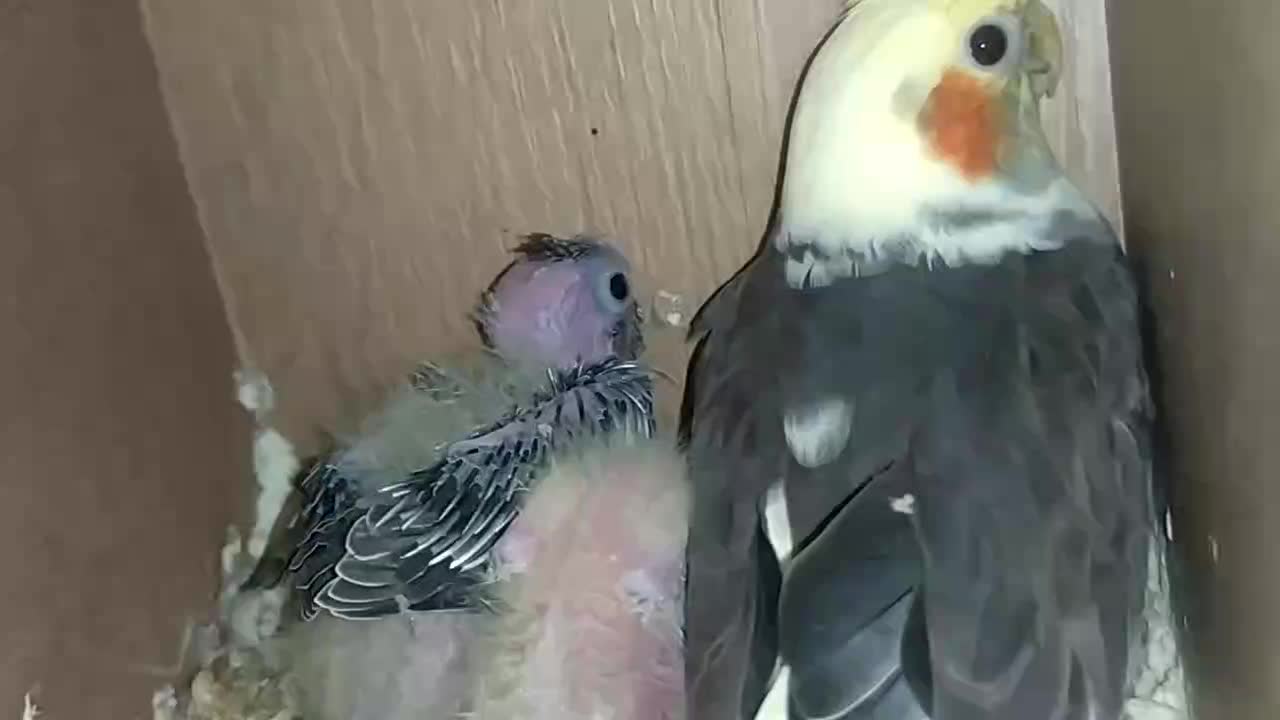 عروس هلندی مولد|پرنده|بردسکن, |دیوار