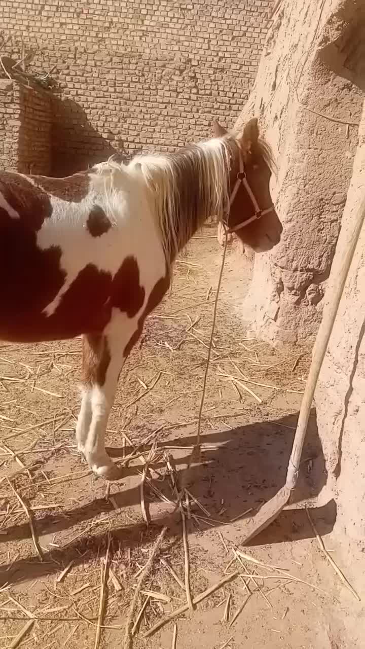 نریون|اسب و تجهیزات اسبسواری|نیشابور, شهرکهنه|دیوار