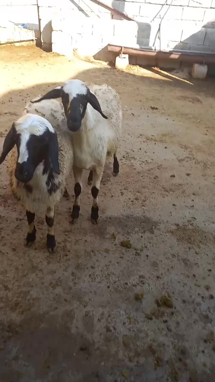 بره ماده|حیوانات مزرعه|شاهین دژ, |دیوار