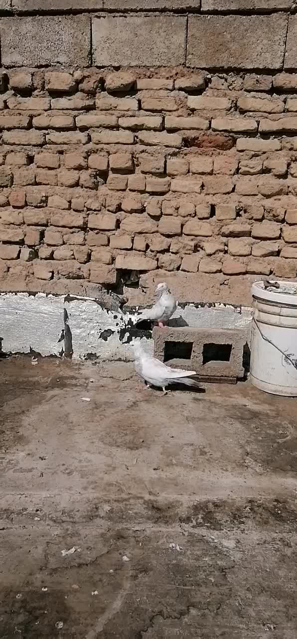 ماده دمبی|پرنده|شیراز, میرزاکوچک خان|دیوار