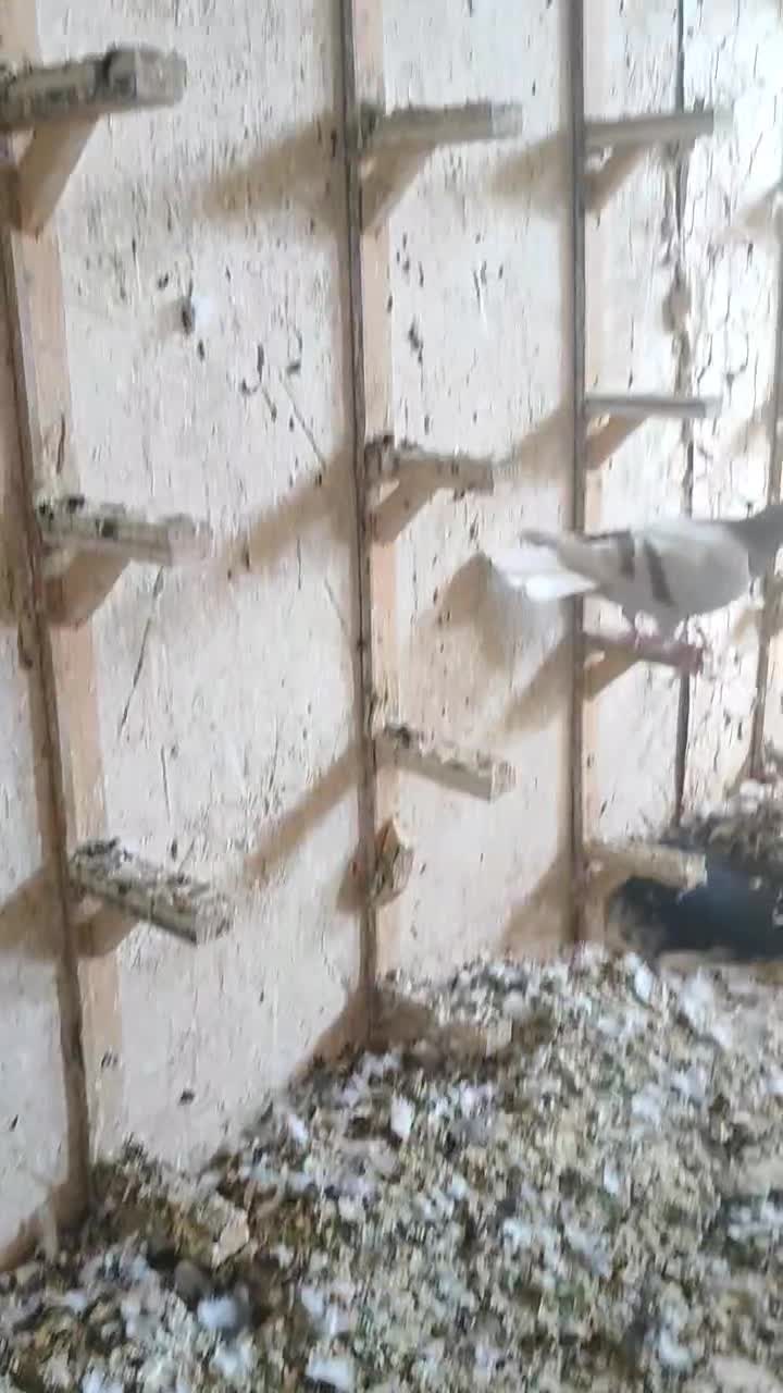 سبز|پرنده|مشهد, رباط طرق|دیوار