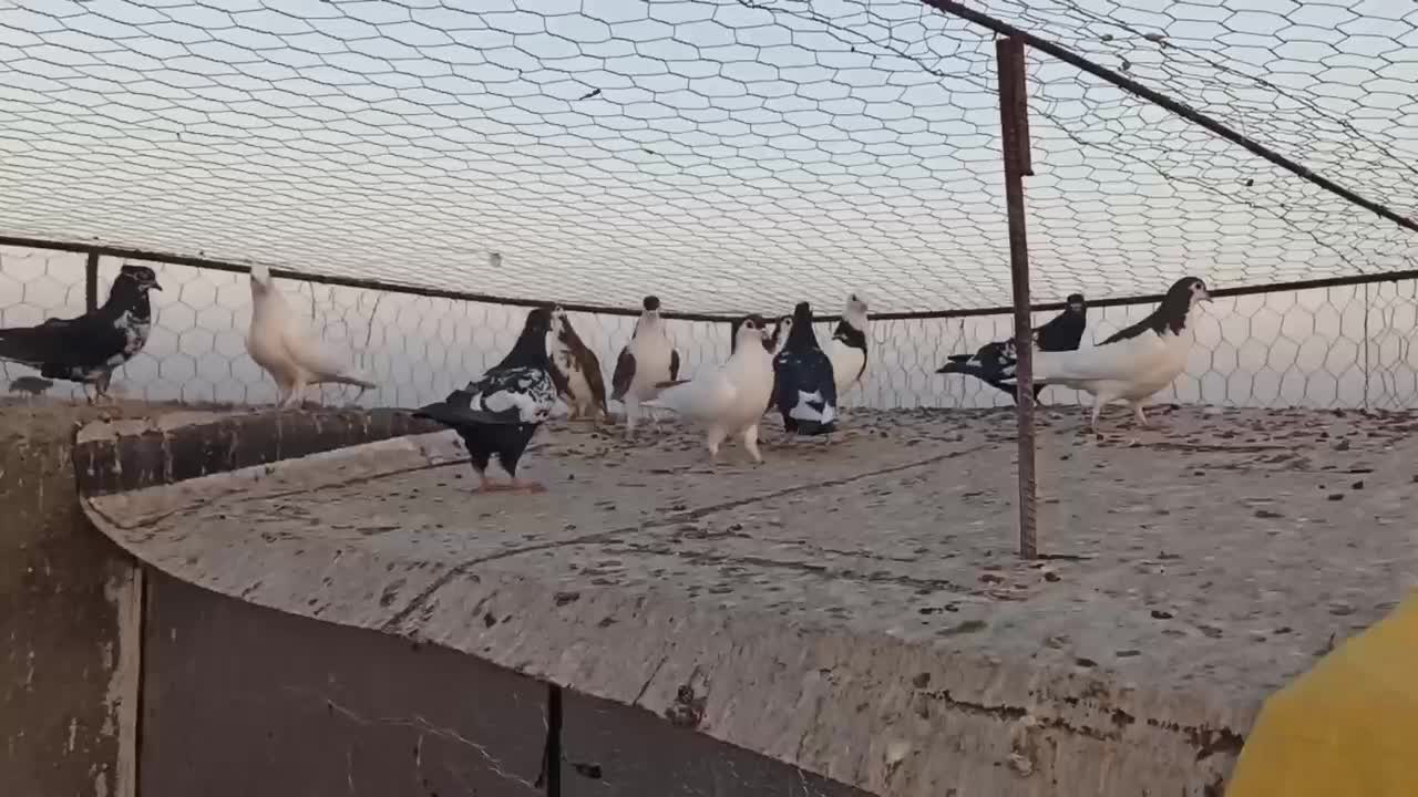 ۳۰ تا کفتر رنگه|پرنده|ششطراز, |دیوار