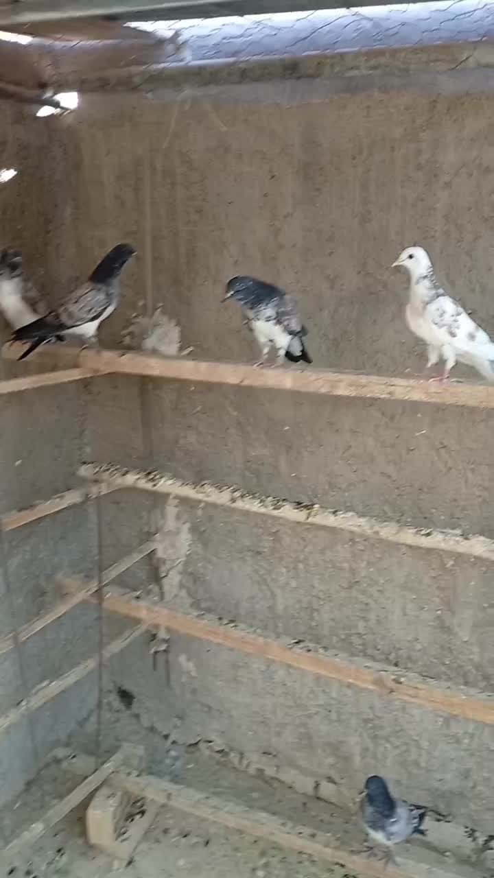 جوجه|پرنده|کاشان, مزرعه نو|دیوار