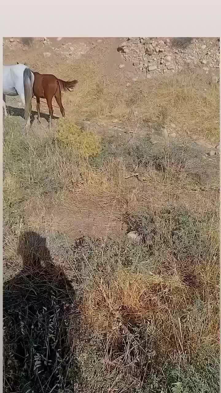 مادیان و کوره نر|حیوانات مزرعه|هلیلان, |دیوار