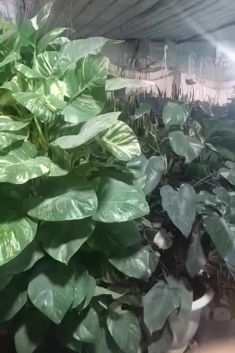 گلخانه ترنج. خیابان آزادکان(کوچه حمام شیک)|گل و گیاه طبیعی|شاهرود, |دیوار