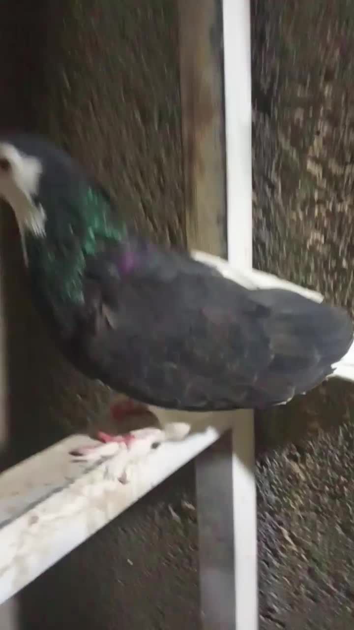 چپ سیا ماده|پرنده|کاشمر, |دیوار