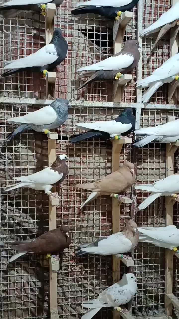 دسته.رنگی.سینه دم سفید طوقی کله|پرنده|مرودشت, تخت جمشید|دیوار