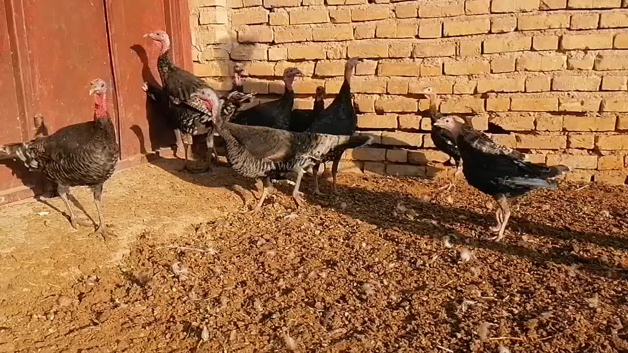 بوقلمون مرغ غاز|حیوانات مزرعه|شیراز, گویم|دیوار