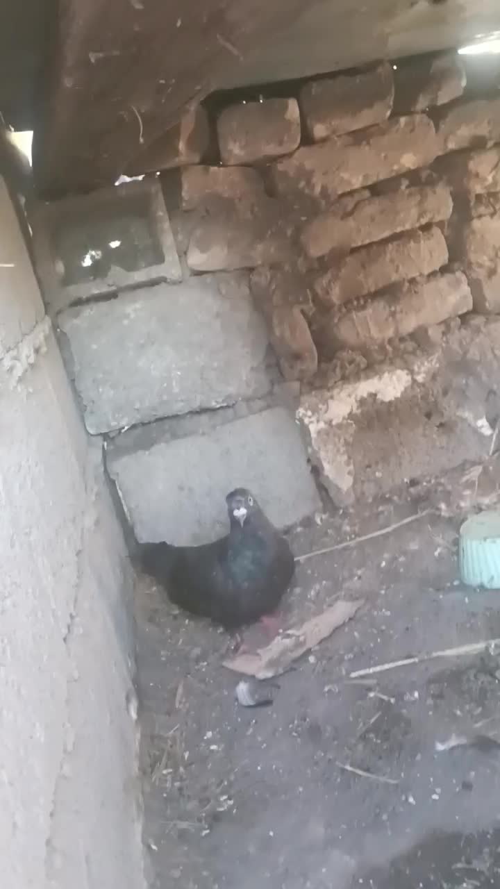 کبوتر زاغ نر ساعتی پرشی حراج حراج 200|پرنده|سنگدوین, |دیوار