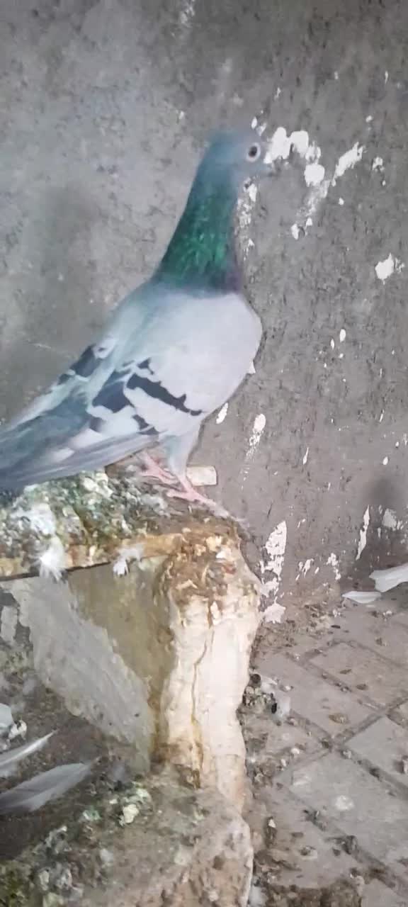 سبز وحشی نر|پرنده|تربتحیدریه, چهارراه خواف|دیوار