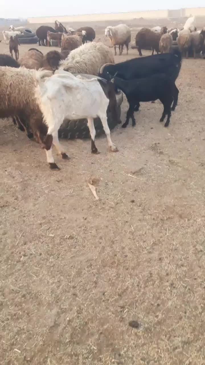 بز پاکستانی اصل شکم اول با نرش وتازه برخورده|حیوانات مزرعه|بندر ماهشهر, |دیوار